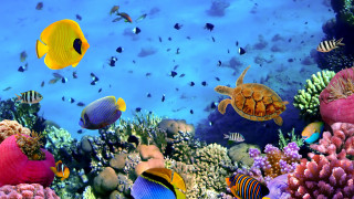 Fish swimming coral reef ocean - ernst haeckel free wallpaper