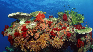 Coral reef variety corals seaweeds - ernst haeckel free wallpaper