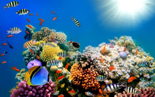 Colorful coral reef fish sunlight - ernst haeckel free wallpaper