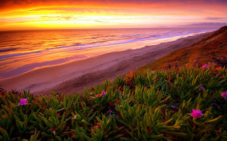 Sunset beach flowers water background - the foreground and a body of water free wallpaper for desktop