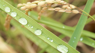 Plant water droplets leaves grass - leaf and grass free wallpaper
