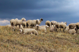 Sheep herd hillside grass cloudy - top of a grass free wallpaper
