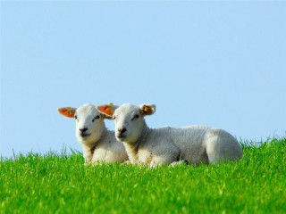 Two lambs sitting in grass - the camera mans eye free wallpaper