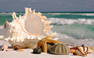Sea shells beach ocean waves - corneille free wallpaper