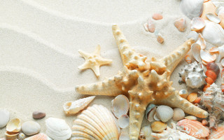 Starfish shells sandy beach water - a sandy beach free wallpaper for desktop