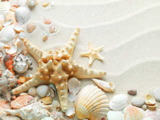Starfish shells beach water droplets - a sandy beach free wallpaper for desktop