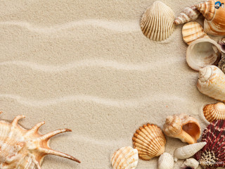 Sea shells sandy beach blue - a sandy beach free wallpaper
