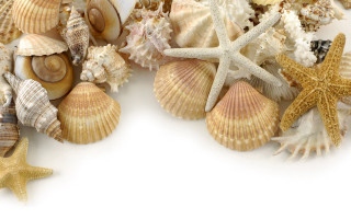 Sea shells starfish white background - a place free wallpaper for desktop