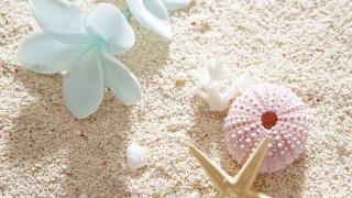 Starfish sea urchin sandy beach - a sandy beach free wallpaper for desktop