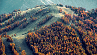 Mountain forest snowy background autumn - a forest of trees free wallpaper