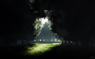 Dark forest path light end - atmospheric free wallpaper