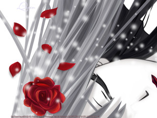 Woman long hair rose looking - a red rose free wallpaper for desktop