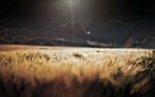 Field grass light dark sky - a dark sky in the background free wallpaper