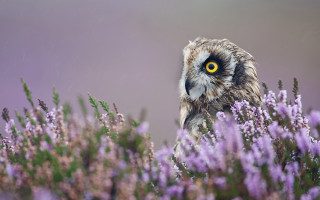 Owl purple flowers grass yellow - a yellow eye free wallpaper