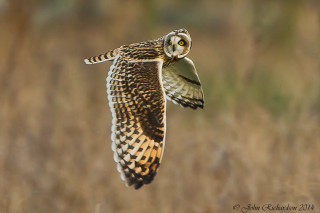Bird flying blurry background grass - a bird in the foreground free wallpaper
