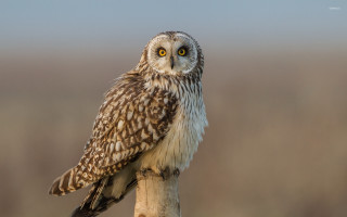 Small owl wooden stick grass - a small owl free wallpaper