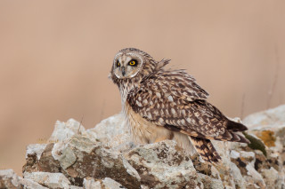 Small owl rock yellow eyes - a small owl free wallpaper