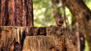 Squirrel sitting tree stump woods - a tree stump free wallpaper for desktop