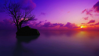 Lone tree silhouette purple sunset 2 - a rock in the foreground free wallpaper for desktop