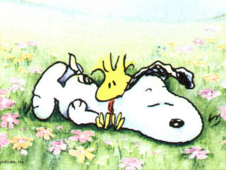 Snoopy yellow bird head chest - a yellow bird free wallpaper