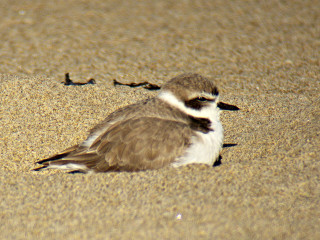 Small bird sand beach surrounded - aquirax uno free wallpaper