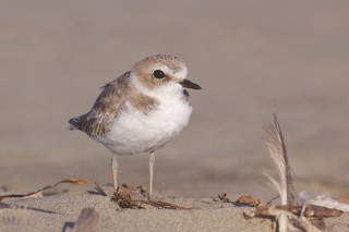 Small bird beach dead grass - brown background free wallpaper