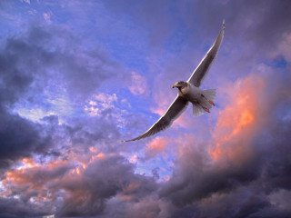 White bird red beak flying - sky behind free wallpaper