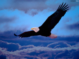 Bald eagle soaring sky clouds - americo makk free wallpaper for desktop