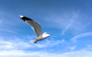 White bird flying blue sky - blue sky free wallpaper