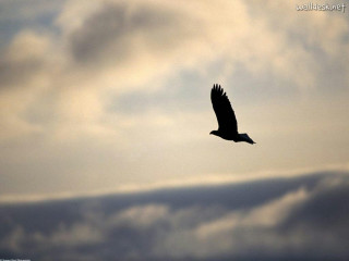 Bird flying cloudy sky quote - alone free wallpaper