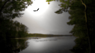 Bird flying lake trees forest - over the water free wallpaper for desktop