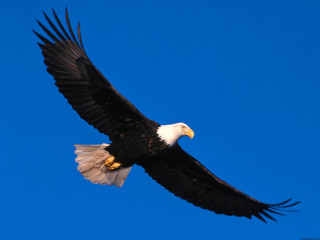 Bald eagle soaring blue sky 2 - bald free wallpaper