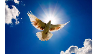 White bird flying blue sky 4 - radiant free wallpaper