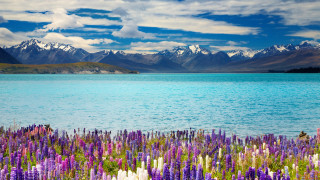 Lake flowers mountains blue sky - the foreground and mountains free wallpaper