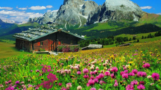 Field flowers house mountains snow - the top of the mountains free wallpaper for desktop