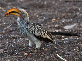 Bird long beak owl cityscape - black wing free wallpaper