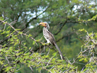 Bird perched branch beak blurry - its mouth free wallpaper