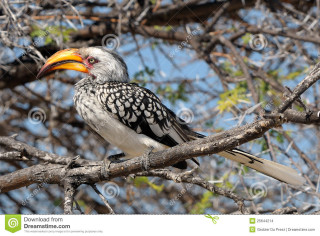 Bird yellow beak branch sunlight - neoplasticism free wallpaper
