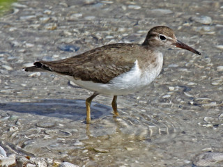 Bird standing shallow water beach - e. simms campbell free wallpaper