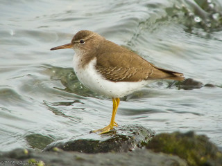 Bird rock water shore beach - wave free wallpaper