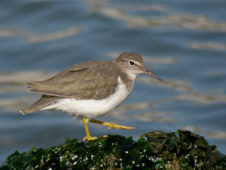 Bird standing rock water shore - bascove free wallpaper