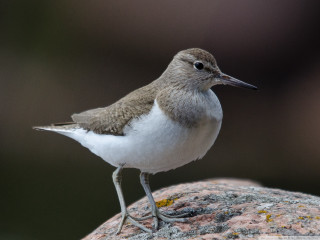 Small bird rock blurry background - a blurry background of grass free wallpaper