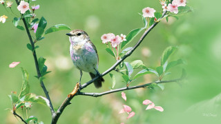 Bird branch cherry blossoms green - clara miller burd free wallpaper for desktop