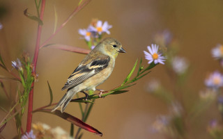 Bird branch flower bokeh macro - the background and a blurry background behind free wallpaper