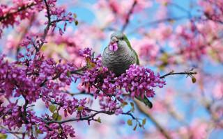 Bird branch purple flowers blue 2 - pastel color free wallpaper