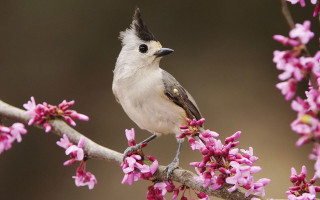 Bird branch pink flowers blurry 3 - charles bird king free wallpaper for desktop