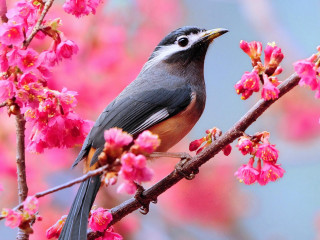 Bird perched branch pink flowers 2 - chen chi free wallpaper