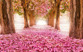 Path trees pink flowers light - pink flower free wallpaper for desktop