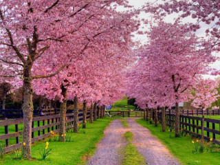 Dirt road fence trees pink - the fence free wallpaper