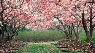 Park trees leaves bench nature 5 - color film photography free wallpaper